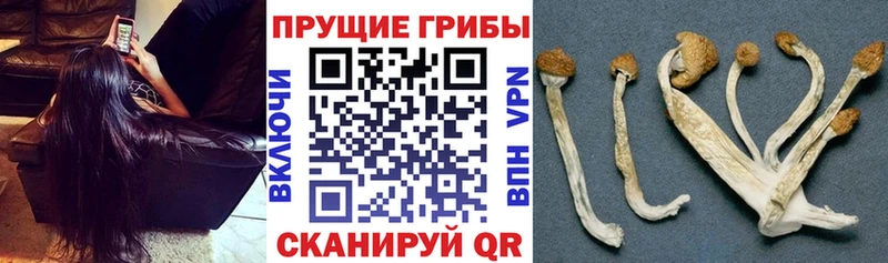 Галлюциногенные грибы GOLDEN TEACHER  кракен tor  Хабаровск 